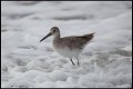 _6SB0136 atlantic willet
